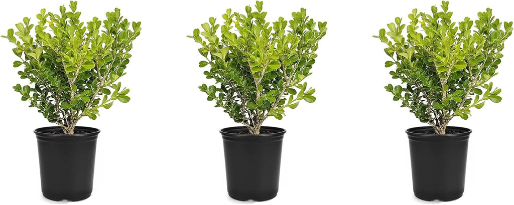 Japanese Boxwood | 3 Live 4 Inch Pots | Buxus Microphylla | Formal Evergreen Low Maintenance Hedge Plants