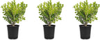 Japanese Boxwood | 3 Live 4 Inch Pots | Buxus Microphylla | Formal Evergreen Low Maintenance Hedge Plants