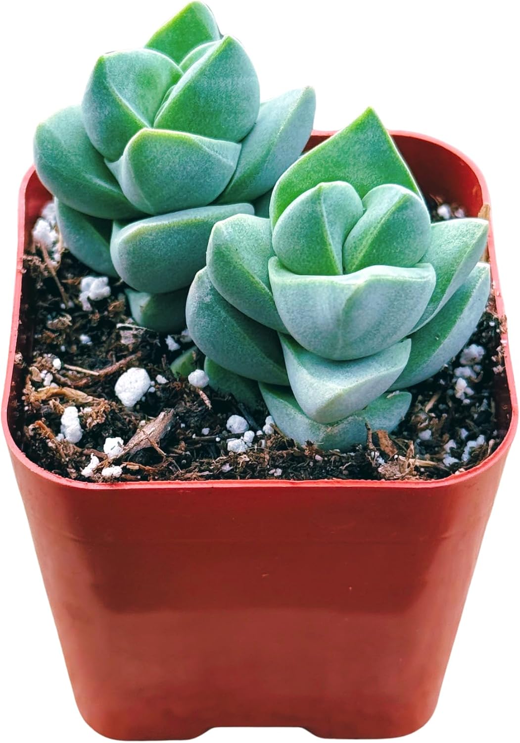 Succulents Plants Live 2inch Live Mini Succulent Plants, Easy Care House Plants Rooted in Succulent Soil Mix, by The Succulent Cult (Crassula Moonglow, 2 Inch)