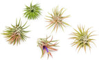 12 Pack Air Plants Ionantha Mexican-Colors and Shape Varies Due to Seasonality-Live Tillandsia Succulent for House Air Plants Holder-Available in Wholesale and Bulk-Easy Care Indoor and Outdoor Plants
