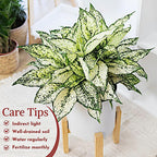 Aglaonema Live Plant Collection (4-Pack) - Chinese Evergreen Plants in 2-Inch Pots | Easy-Care Indoor Houseplants | Perfect for Low Light, Office Decor, and Air Purification