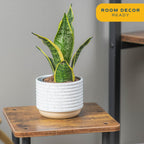 Costa Farms Snake Plant, Live Indoor Sansevieria Plant, Easy to Grow Succulent Houseplant Potted in Indoor Plant Pot, Potting Soil Mix, Home and Room Decor, Fits Shelves, Tabletops, 8-Inches Tall