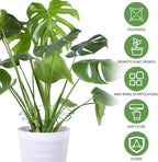 Spiritlele 5 Pcs Green Plant Stem Support Holder Set Monstera Plant Support Clamp Growth Accessories for Indoor Plants Big