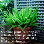 American Plant Exchange Live Foxtail Fern Plant, Plant Pot for Home and Garden Decor, 10" Pot