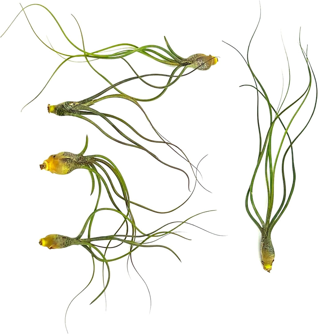 ragnaroc Live Air Plants - Tillandsia Butzii, Jumbo 7-9" - 5ct - Live Arrival Guaranteed - House Plants for Home Decor & Gift