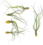 ragnaroc Live Air Plants - Tillandsia Butzii, Jumbo 7-9" - 5ct - Live Arrival Guaranteed - House Plants for Home Decor & Gift