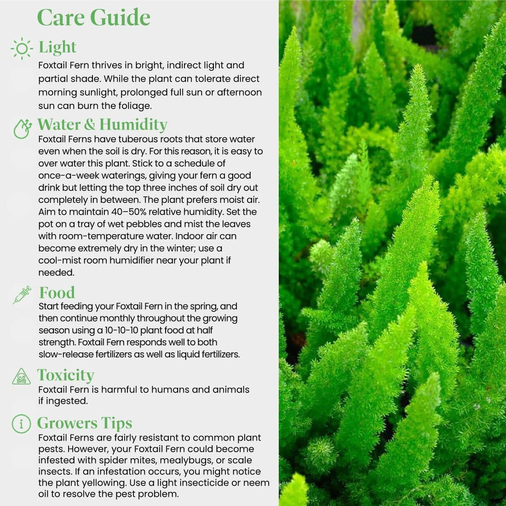 American Plant Exchange Live Foxtail Fern Plant, Plant Pot for Home and Garden Decor, 10" Pot