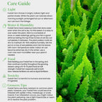 American Plant Exchange Live Foxtail Fern Plant, Plant Pot for Home and Garden Decor, 10" Pot