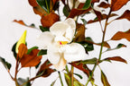 Magnolia Tree Little Gem Variation, Live Plant, Magnolia Flower, 3-4 Feet Tall, Low Maintenance Plant Perfect for Home Growers, Southern Landscaping, by The Magnolia Company, Cannot Ship to CA