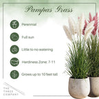 Ornamental Assorted Pink and White Grass (2 Plants Per Pack) - Live Decorative Plant - 12" Tall by 6" Wide in 1.5 Qt Pot