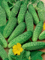 Seeds Rare Cucumber Titus F1 45 Days Early Pickling Vegetable for Planting Non GMO