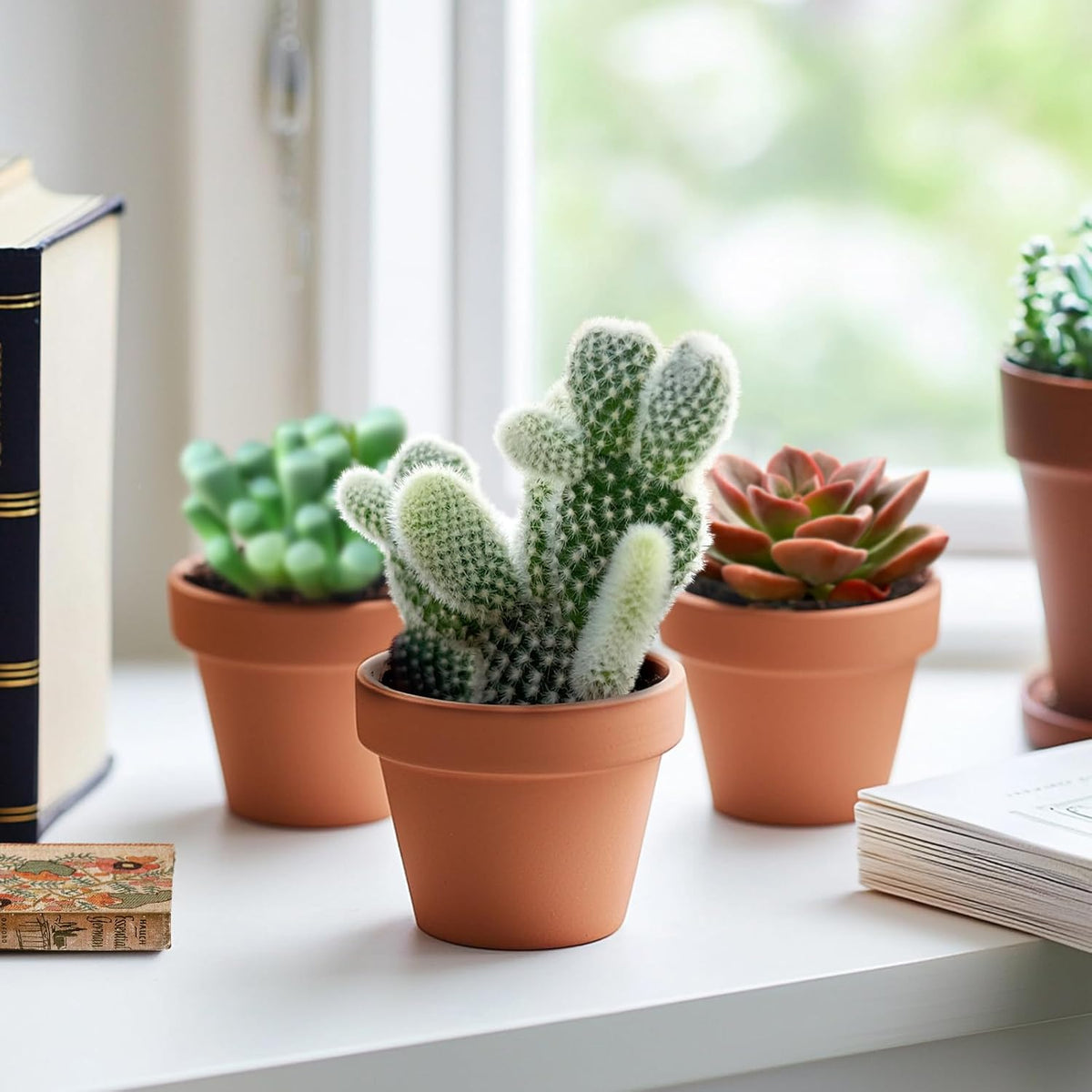 2" Live Succulent 'Bunny Ear Cactus', Rare Succulent Plants Fully Rooted in Pots, Unique House Plant for DIY, Party Favor, Home Office Decoration