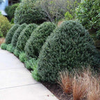 Steeds Holly I 3 Live Plants I Upright Ilex Crenata | Upright Evergreen Shrub for Privacy Screens, Hedges, and Ornamental Landscaping
