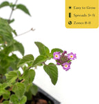 3 Lavender Lantana in 2.5” Nursery Cubes (Lantana montevidensis) | Evergreen Shrub for Hanging Baskets, Containers & Sunny Landscapes | Ready-to-Plant Live Starter Plants