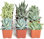 Shop Succulents Blue & Green Succulent Plant Pack Collection - Live Mini Succulent Plants, Low Maintenance, Mixture of Textures - Wedding and Party Favors, Gift & Garden, Pack of 9