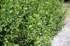 Sweet Viburnum | 5 Large 4 Inch Pots | Viburnum Odorotissimum | Live Plants | Fast Growing Privacy Hedge, Shrub, Privacy Screen