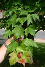 Red Maple Tree | 10 Live Trees | Acer rubrum | Native American Beauty Fast-Growing Shade Tree | Fall Foliage Wildlife-Friendly Habitat