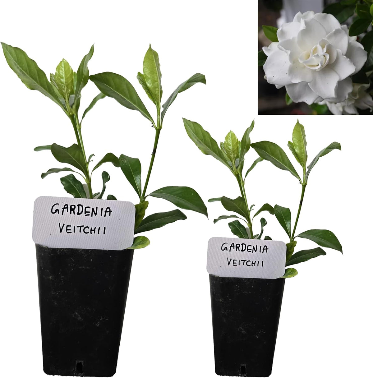 Gardenia Veitchii - Everblooming - Gardenia Jasminoides. Fragrant Evergreen Shrub with Glossy Foliage and Pure White Blooms, Perfect for Pots, Borders, or Gardens (2 Gardenia Veitchii Plants in Cup)
