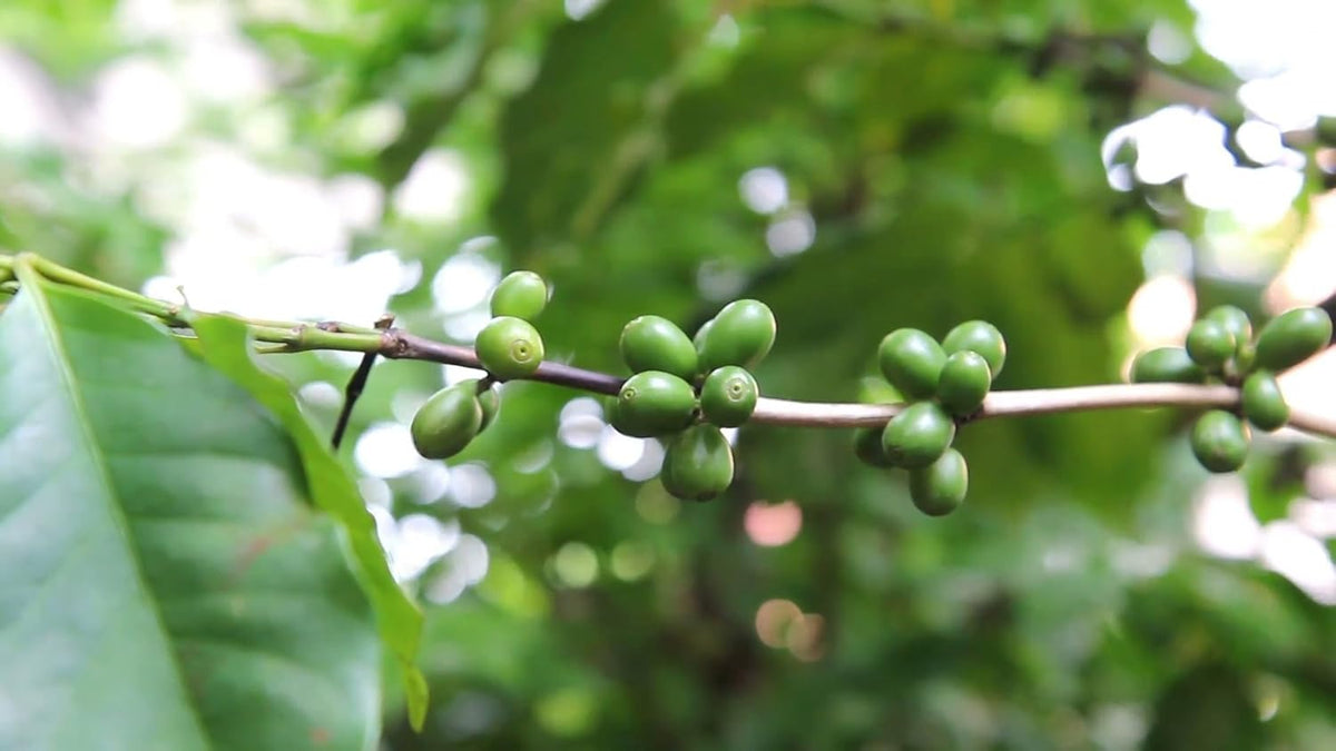 Seeds Flowers Arabian Coffee Tree Indoor - 5 Seeds