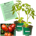 Clovers Garden Beefmaster Tomato Plants – Two (2) Live Plants – Non-GMO - Not Seeds - Each 4" to 8" Tall – in 4" Inch Pots – Indeterminate, Beefsteak