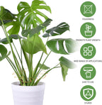 Spiritlele 5 Pcs Golden Plant Stem Support Holder Set Monstera Plant Support Clamp Growth Accessories for Indoor Plants Small