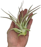 ragnaroc Air Plants - Tillandsia Brachycaulos Multiflora, Jumbo 5-7" - 3 ct - Live Arrival Guaranteed - House Plants for Home Decor & Gift