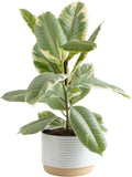 Costa Farms Ficus Tineke Live Plant, Easy to Grow Live Indoor Houseplant in Decorative Planter, Shelf, Desk, and Room Decor, Birthday Gift, 1 Foot Tall