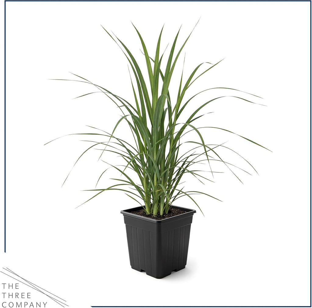 Live White Pampas Grass (Cortaderia selloana) - Showy Perennial Accent Plant - 12" Tall by 6" Wide in 1.5 Qt Pot