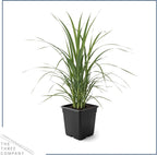 Live White Pampas Grass (Cortaderia selloana) - Showy Perennial Accent Plant - 12" Tall by 6" Wide in 1.5 Qt Pot