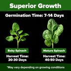 HOME GROWN 𝗨𝗦𝗔 𝗣𝗥𝗘𝗠𝗜𝗨𝗠 Bloomsdale Spinach Seeds Pack – 353 Heirloom 𝗡𝗢𝗡-𝗚𝗠𝗢 Seeds – High Germination Spinach for Indoor, Outdoor, Hydroponic Planting & Home Gardens (Spinacia oleracea)