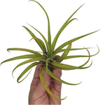 ragnaroc Air Plants - Tillandsia Capitata (Peach), Large 5-7” - 2 ct - Live Arrival Guaranteed - House Plants for Home Decor & Gift