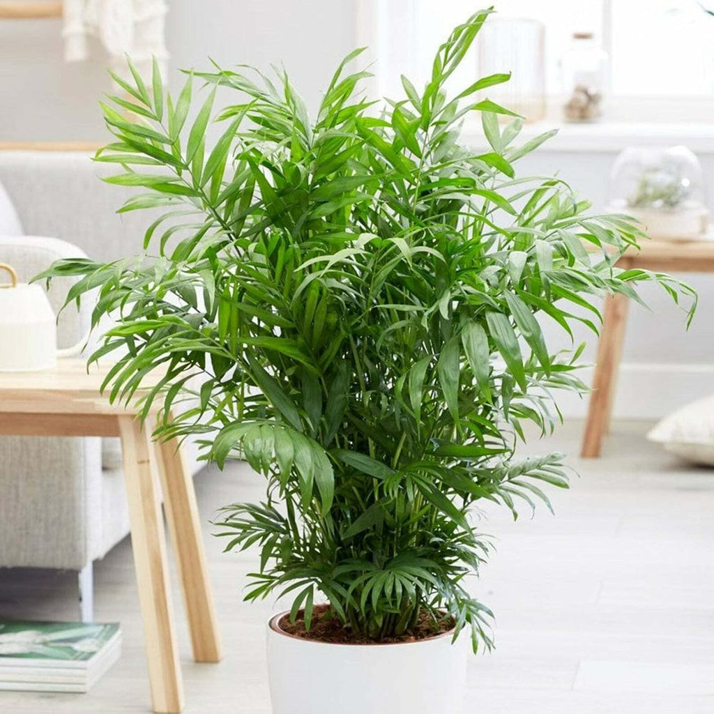 Seeds Parlor Palm Neanthe Bella Palm Chamaedorea Rare Perennial Tree