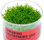 Ultum Nature Systems Dwarf Baby Tears Hemianthus Callitrichoides Cuba Tissue Culture Live Plant for Aquarium, Aquascape, Planted Freshwater Fish Tanks - 100% Snail Free in Vitro