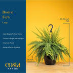 Costa Farms Boston Fern Live Plant in Plastic Pot, Air Purifying Large Indoor & Outdoor Houseplant, Perfect for Home, Room, or Office Decor, Great House Warming or Birthday Gift, 2-3 Feet Tall
