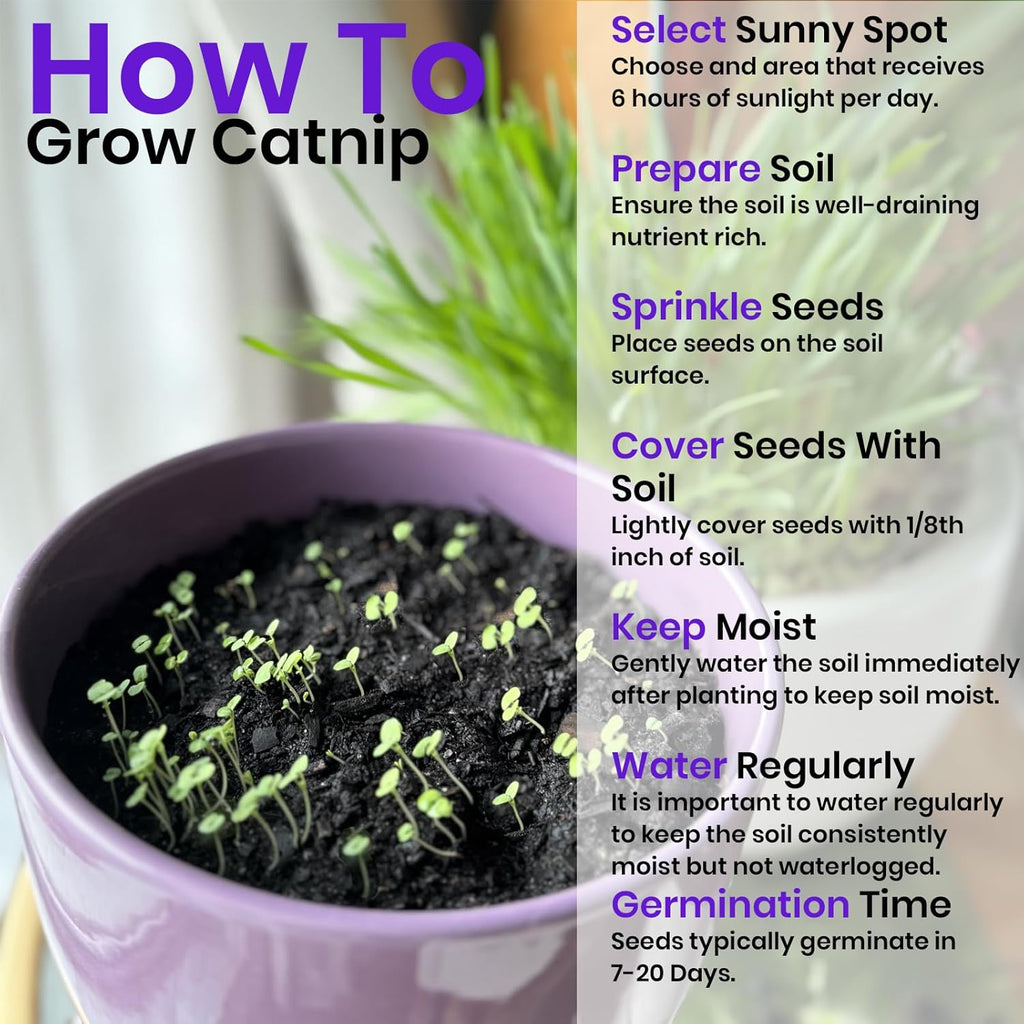 NatureZ Edge Catnip Seeds for Planting, 2.6 Grams, 4400+ Herb Seeds, Indoor or Outdoor Growing, Your Cat Will Love Them, Non-GMO