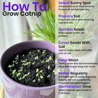 NatureZ Edge Catnip Seeds for Planting, 2200+ Herb Seeds, Indoor or Outdoor Growing, Cat Nip Seeds, Your Cat Will Love Them, Non-GMO