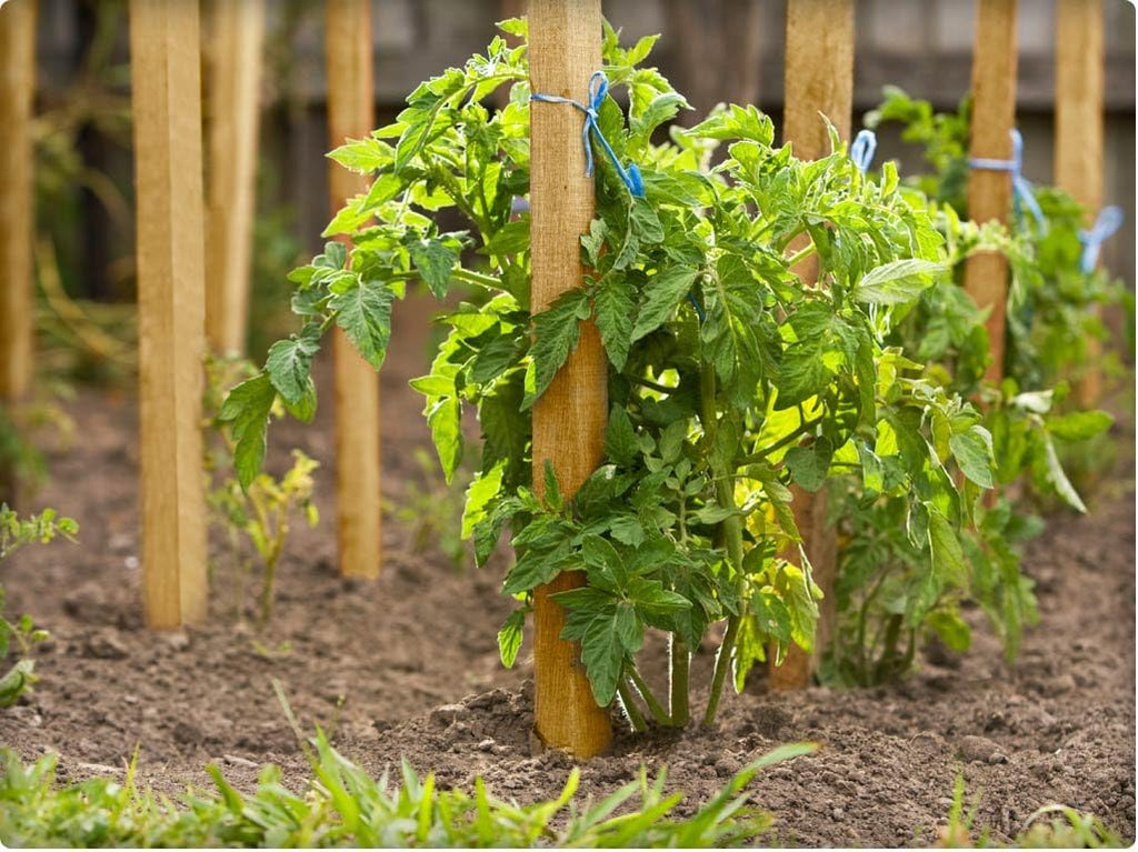 Greenes Fence Grade Stakes 24 in. Long (48-Pack)