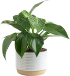 Costa Farms Philodendron Birkin Live Plant in Decorative Pot, Air Purifying Indoor Houseplant, Perfect for Home, Room, or Office Decor, Great House Warming or Birthday Gift, 12-18 Inches Tall