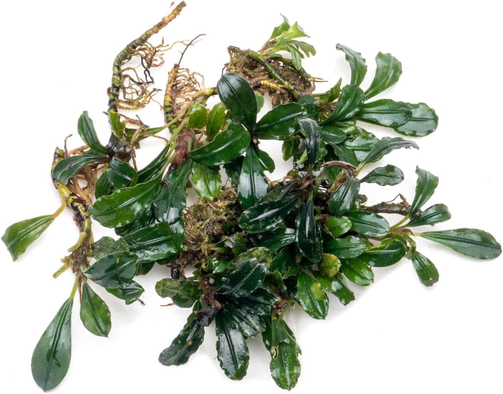 SubstrateSource Bucephalandra Arrogant Blue Live Aquarium Plant - Natural Freshwater Fish Tank Decorations and Aquatic Decor (Small Clump (3-5 Plants))