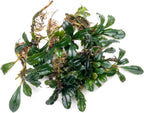 SubstrateSource Bucephalandra Arrogant Blue Live Aquarium Plant - Natural Freshwater Fish Tank Decorations and Aquatic Decor (Small Clump (3-5 Plants))