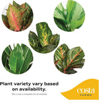 Costa Farms Chinese Evergreen, Aglaonema Easy To Grow Live Indoor Plant in Premium Décor Planter Pot, Houseplant in Potting Soil Mix, Housewarming, Unique Home Décor or Room Decor, 2-3 Feet Tall