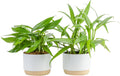 Costa Farms Pothos Assortment (Baltic Blue, Amplissimum, Golden Pothos)