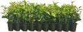 Ligustrum Waxleaf Privet - 20 Live Plants - Evergreen Privacy Hedge