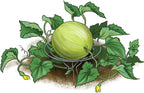 Park Seed Galvanized Steel Melon Cradle for Growing Your Own Fruits and Vegetables (5 Pack)
