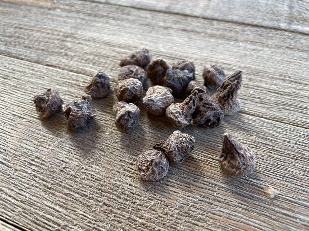 Anemone Flower Bulbs for Planting (3) - Easy to Grow Corms, Beautiful Mixed Color Windflower Blooms by Greenhouse PCA