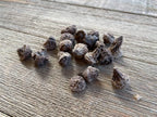 Anemone Flower Bulbs for Planting (3) - Easy to Grow Corms, Beautiful Mixed Color Windflower Blooms by Greenhouse PCA