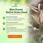 Outsidepride Blue Grama Native Grass Seed - 1 lb. Perennial, Drought Tolerant & Low Maintenance, Pasture Seeds for Planting Densely Tufted Leaves, Ideal for Hay Foraging, Grazing & Erosion Control