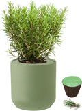 Hydroponic Herb Growing Kit, Self-Watering Kitchen Herb Garden Starter Kit with Green Ceramic Pot and Seeds (Rosemary)