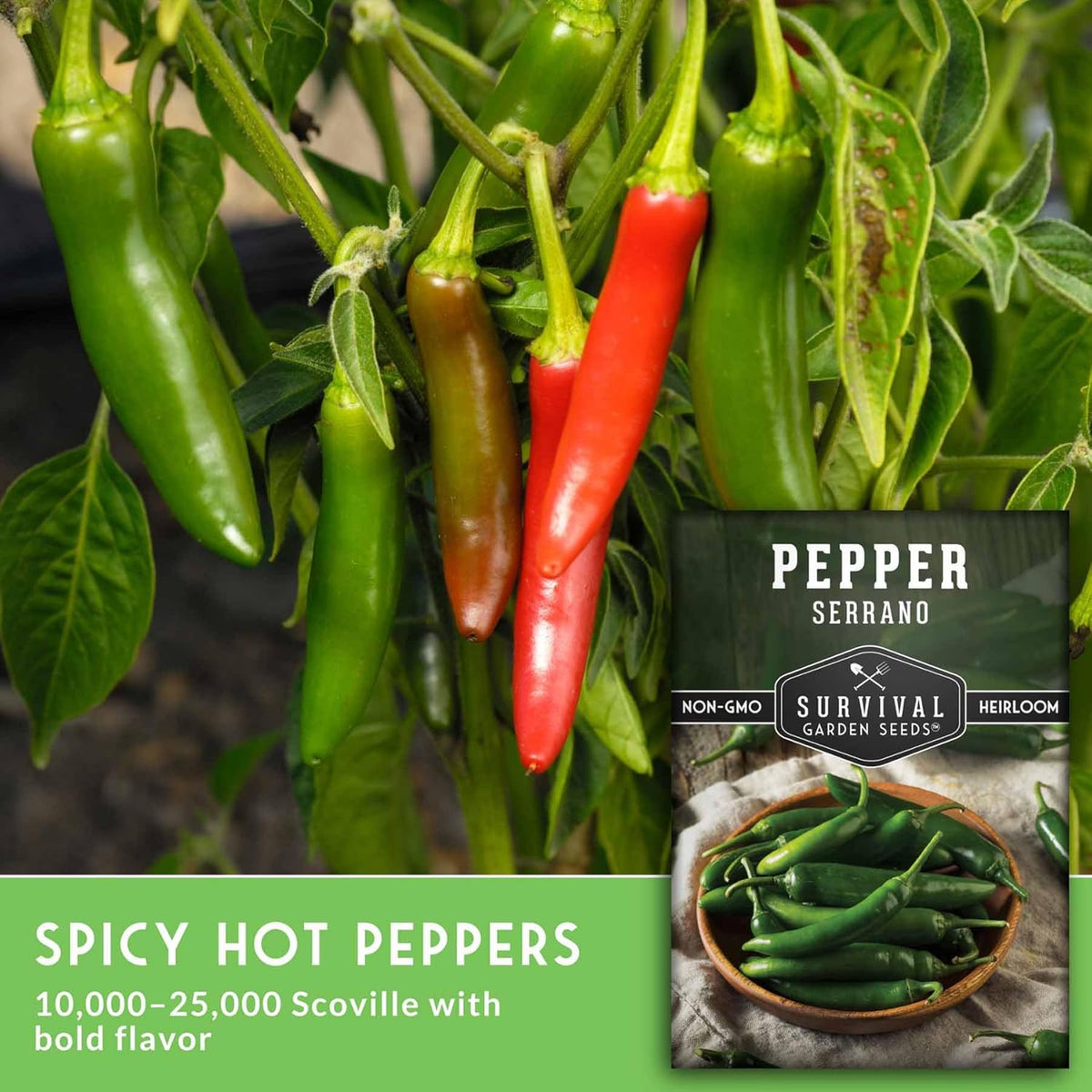 Mexican Serrano Pepper Seeds for Planting | Fresh Hot Chili & Green Hot Pepper Seeds – Heirloom Non-GMO Variety for Sauce, Salsa & Pickling – Survival Garden Seeds (3 Packs)
