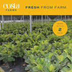 Costa Farms Fiddle Leaf Fig, Live Indoor Plant Ficus Lyrata in Modern Plant Pot, Air Purifying Live Houseplant, Housewarming Gift, Birthday, Room, Home and Office Decor, 2-3 Feet Tall